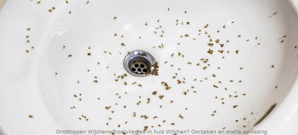 Rioolvliegjes in huis Wijchen? Oorzaken en snelle oplossing
